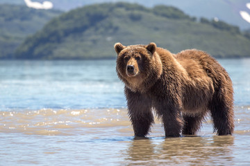 Healthy bear on Kuril Lake in Kamchatka