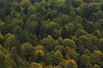 Naklejka na ściany i meble Solid autumn forest on a mountain slope background