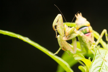 The praying mantis a predatory insect, fearsome with its raptori