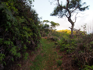 Golden Retriever Dog stands in the distance on Cliff side path