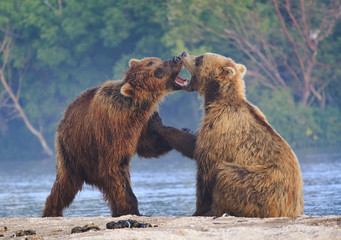 Bears playing