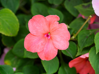 Pink flower in garden