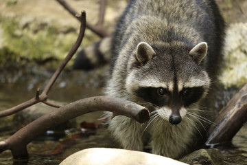 Raccoon 