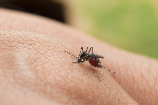 Aedes aegypti. Close up a Mosquito sucking human blood.