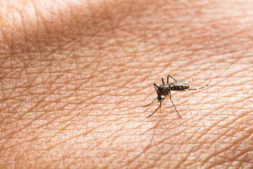 Aedes aegypti. Close up a Mosquito sucking human blood.