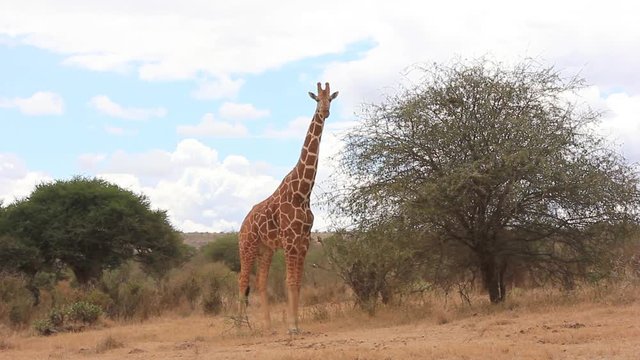 Giraffes