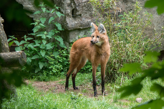 Fototapeta Loup à crinière