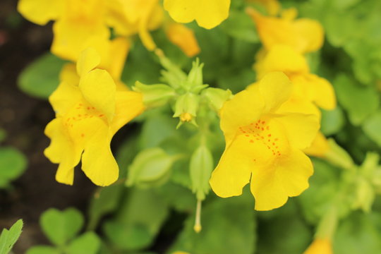 Red spotted yellow "Monkey" flower (or Musk Flower) in St. Gallen, Switzerland. Its Latin name is Mimulus Luteus, native to South America.