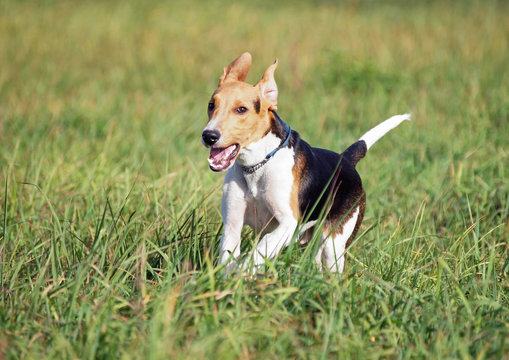 Estonian hound puppy running in field