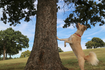 Active Dog Chasing a Squirrel, dog standing down squirrel by tree. © Dog Paw Productions
