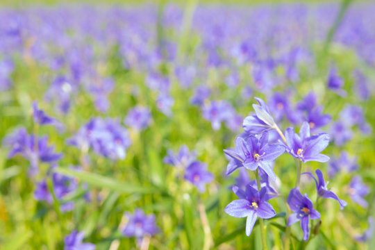 Monochoria vaginalis purple flowers blooming in swamp selective