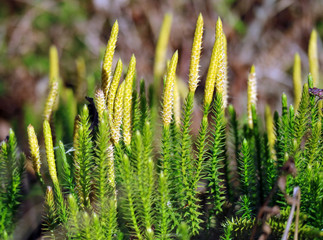 Autumn, Green,  yellow,  Heather