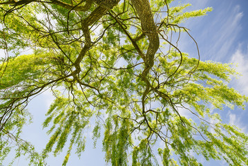 Weeping willow tree (Salix babylonica)   © AleMasche72