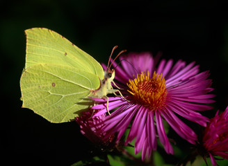 yellow butterfly on black background