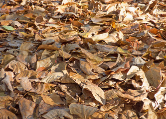 Autumn leaves background. Lot of dry fallen foliage. Brown poplar and birch leafage. Selected focus on central part of image.