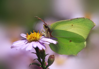 yellow butterfly