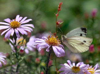 white butterfly sitting on flower