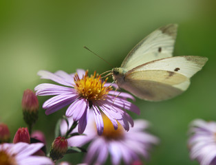 white butterfly sitting on flower