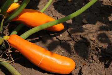 Ripe organic cultivar vegetable marrows in the summer garden