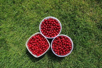 Plastic buckets full of freshly collected ripe cherries on the mown lawn