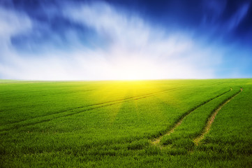 Fototapeta na wymiar field of green grass and clean blue sky. natural summer background