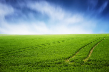 Fototapeta na wymiar field of green grass and clean blue sky. natural summer background