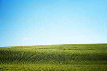 field of green grass and clean blue sky. natural summer background