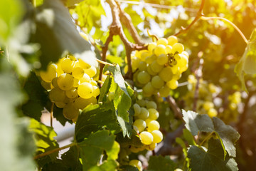 Ripe white grapes