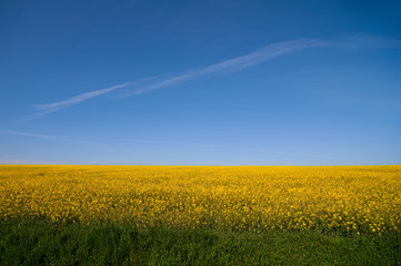rural field of yellow flowers under the blue cloudy sky. summer (spring, autumn) background