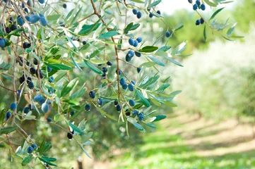 Fotobehang Olijfboom Olijfboom met olijven in Italië