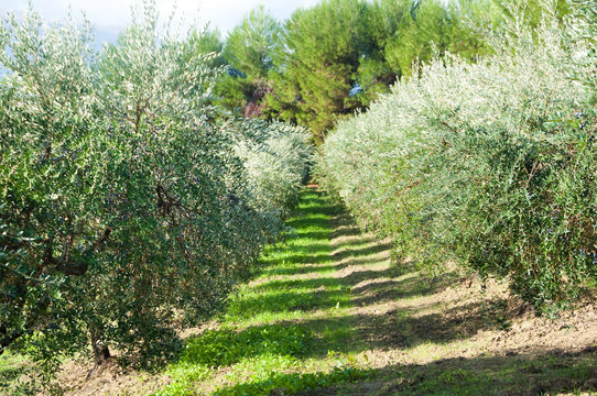 Olive tree with olives in Italy