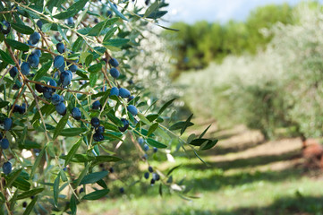 Obraz na płótnie Canvas Olive tree with olives in Italy