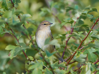 Common Chiffchaff (Phylloscopus collybita)