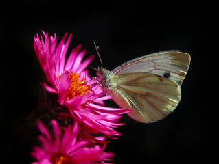 white butterfly on black background