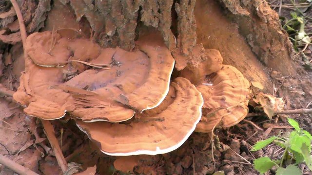 The tree fungus, Orange dishes on the tree