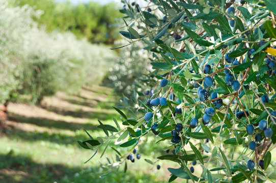 Olive tree with olives in Italy