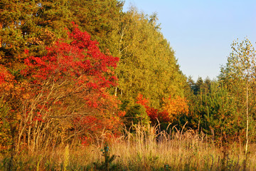 autumn foliage at sunny day