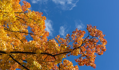 Yellow and red autumn leaves against blue sky