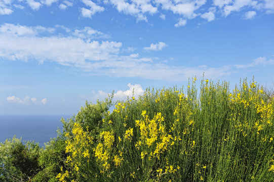 Bluehender Ginster im Fruehling