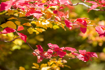 Obraz premium Autumn at Churet, Mazandaran, Iran