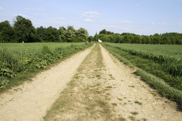 Fototapeta na wymiar Chemin de terre dans la campagne. Dirt road in the countryside.
