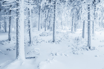 Fototapeta premium Snow covered trees