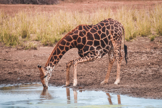 Giraffe Drinking Water