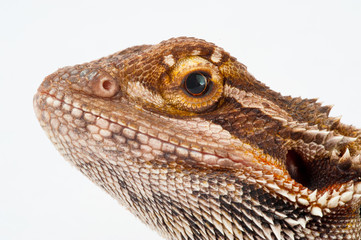one agama bearded on white background.reptile close-up.