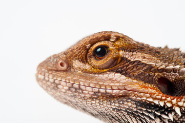 one agama bearded on white background.reptile close-up.