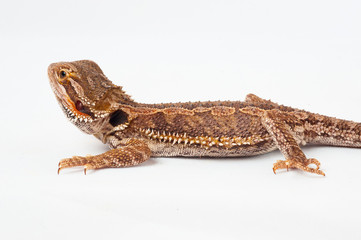 one agama bearded on white background.reptile close-up.