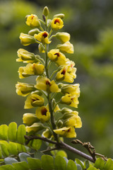 Flor da arvore Pau Brasil