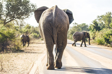 Fototapeta premium Elephant on the road