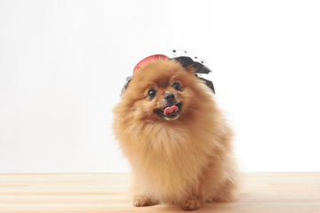 pomeranian dog with red hat sitting on wooden table