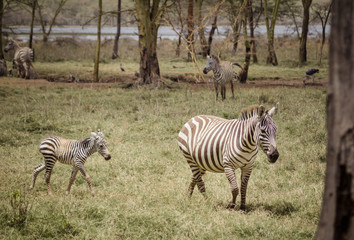 Obraz na płótnie Canvas mother and baby zebra